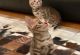 Bengal Cats for sale in Portland, OR, USA. price: $700