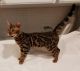 Bengal Cats for sale in Woodridge, IL, USA. price: $900