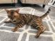 Bengal Cats for sale in Panama City Beach, FL, USA. price: $400