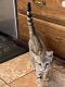 Bengal Cats for sale in Louisville, KY, USA. price: $800
