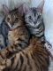 Bengal Cats for sale in Chapel Hill, NC 27517, USA. price: NA