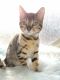 Bengal Cats for sale in Oklahoma City, OK 73170, USA. price: $1,500