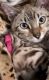 Bengal Cats for sale in Fontana, CA 92335, USA. price: $400