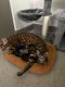 Bengal Cats for sale in Seattle, WA 98118, USA. price: $700