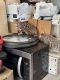 Bengal Cats for sale in Milwaukee, WI, USA. price: $1,500