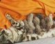 Bengal Cats for sale in Ottawa, ON, Canada. price: NA