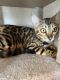 Bengal Cats for sale in Marco Island, FL 34145, USA. price: NA