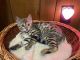 Bengal Cats for sale in Willmar, MN, USA. price: NA