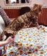 Bengal Cats for sale in Arcadia, IN 46030, USA. price: $800