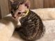 Bengal Cats for sale in Cape Girardeau, MO, USA. price: NA