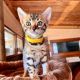 Bengal Cats for sale in New York, NY 10118, USA. price: $400