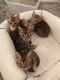 Bengal Cats for sale in San Antonio, TX, USA. price: $420