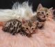 Bengal Cats for sale in Chicago, IL, USA. price: $570