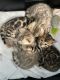 Bengal Cats for sale in San Diego, CA, USA. price: $2,000