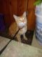 Bengal Cats for sale in 835 Green St, Reading, PA 19601, USA. price: NA