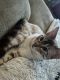 Bengal Cats for sale in Brenham, TX 77833, USA. price: NA