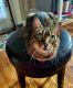 Bengal Cats for sale in Charlotte, NC, USA. price: $100