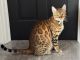 Bengal Cats for sale in Highland Beach, FL 33487, USA. price: NA