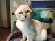Bengal Cats for sale in Cape Girardeau, MO, USA. price: $1,000