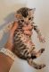 Bengal Cats for sale in Tucson, AZ, USA. price: $1,500