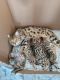 Bengal Cats for sale in Trinity, FL, USA. price: $1,300