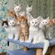 Bengal Cats for sale in Malta, OH 43758, USA. price: NA