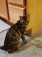 Bengal Cats for sale in Fox Lake, IL, USA. price: NA