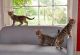 Bengal Cats for sale in Dallas, TX, USA. price: NA