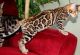 Bengal Cats for sale in New York, NY, USA. price: $800