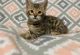Bengal Cats for sale in New York, NY, USA. price: $800
