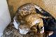 Bengal Cats for sale in Owensville, MO 65066, USA. price: $500