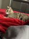 Bengal Cats for sale in Oak Park, MI 48237, USA. price: $1,000