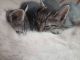 Bengal Cats for sale in Oller St, Mendota, CA 93640, USA. price: NA