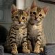 Bengal Cats for sale in Los Angeles, CA, USA. price: NA