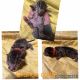 Bengal Cats for sale in Belleville, MI 48111, USA. price: NA