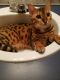 Bengal Cats for sale in Ocala, FL, USA. price: $400