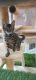 Bengal Cats for sale in Rotherham, UK. price: 550 GBP