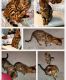 Bengal Cats for sale in Vero Beach, FL, USA. price: $1,500