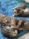 Bengal Cats for sale in Murrieta, CA, USA. price: NA