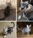 Bengal Cats for sale in La Grange, KY, USA. price: NA