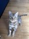Bengal Cats for sale in Catonsville, MD, USA. price: $115,000