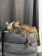 Bengal Cats for sale in New York, NY 10029, USA. price: $2,000