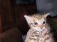 Bengal Cats for sale in Madison, ME 04950, USA. price: $600