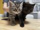 Bengal Cats for sale in Worcester, MA, USA. price: $150