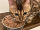 Bengal Cats for sale in Montclair, NJ, USA. price: NA
