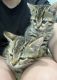 Bengal Cats for sale in Flagler Beach, FL 32136, USA. price: $100