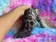 Bengal Cats for sale in Littlerock, CA 93543, USA. price: $2,500