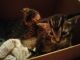 Bengal Cats for sale in Houston, TX, USA. price: $500