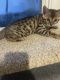 Bengal Cats for sale in West Springfield, MA 01089, USA. price: NA