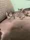 Bengal Cats for sale in Oceanside, CA, USA. price: $450
